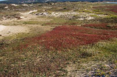 Fotografia da espécie Salicornia ramosissima