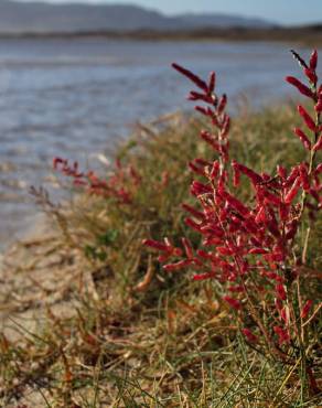 Fotografia 14 da espécie Salicornia ramosissima no Jardim Botânico UTAD