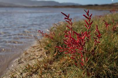 Fotografia da espécie Salicornia ramosissima