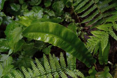 Fotografia da espécie Phyllitis scolopendrium subesp. scolopendrium