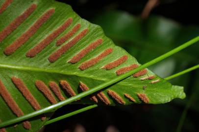 Fotografia da espécie Phyllitis scolopendrium subesp. scolopendrium