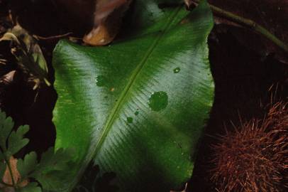 Fotografia da espécie Phyllitis scolopendrium subesp. scolopendrium