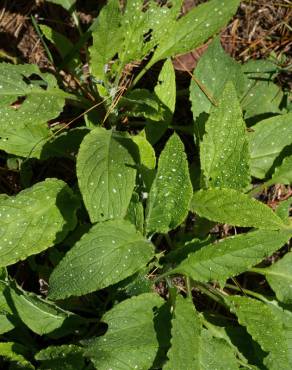 Fotografia 12 da espécie Pentaglottis sempervirens no Jardim Botânico UTAD