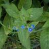 Fotografia 15 da espécie Pentaglottis sempervirens do Jardim Botânico UTAD