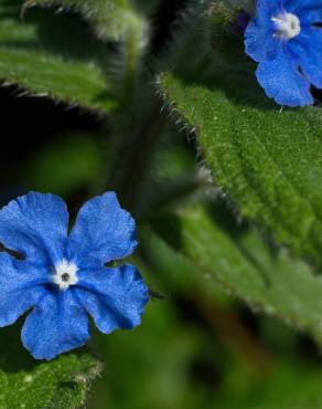 Fotografia 16 da espécie Pentaglottis sempervirens no Jardim Botânico UTAD