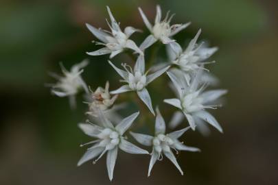 Fotografia da espécie Crassula lactea