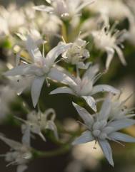 Crassula lactea