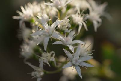 Fotografia da espécie Crassula lactea