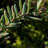 Fotografia 19 da espécie Linaria polygalifolia subesp. polygalifolia do Jardim Botânico UTAD
