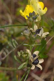 Fotografia da espécie Linaria polygalifolia subesp. polygalifolia