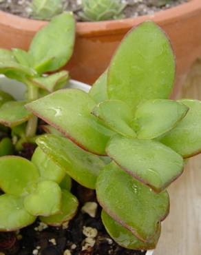 Fotografia 3 da espécie Crassula lactea no Jardim Botânico UTAD