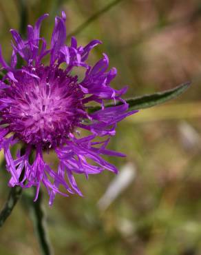 Fotografia 2 da espécie Centaurea nigra subesp. nigra no Jardim Botânico UTAD
