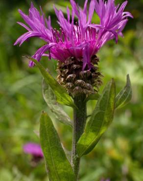 Fotografia 3 da espécie Centaurea nigra subesp. nigra no Jardim Botânico UTAD