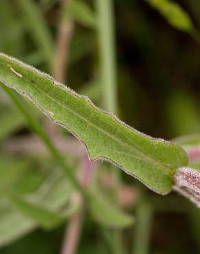 Fotografia 4 da espécie Centaurea nigra subesp. nigra no Jardim Botânico UTAD