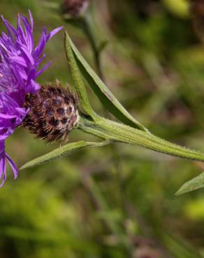 Fotografia 5 da espécie Centaurea nigra subesp. nigra no Jardim Botânico UTAD