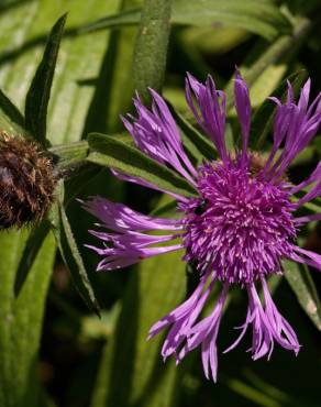 Fotografia 6 da espécie Centaurea nigra subesp. nigra no Jardim Botânico UTAD