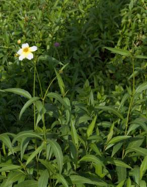 Fotografia 11 da espécie Bidens aurea no Jardim Botânico UTAD