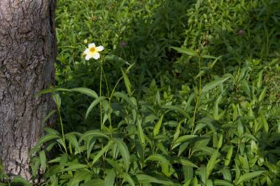 Fotografia da espécie Bidens aurea