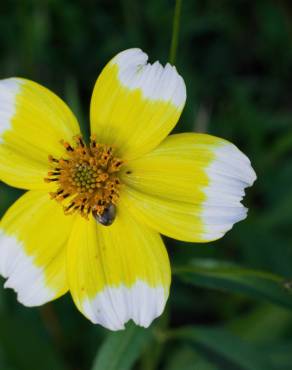 Fotografia 12 da espécie Bidens aurea no Jardim Botânico UTAD