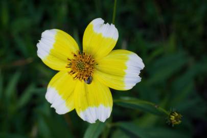 Fotografia da espécie Bidens aurea