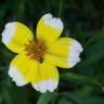 Fotografia 12 da espécie Bidens aurea do Jardim Botânico UTAD