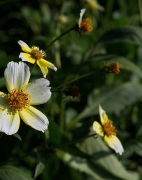 Fotografia 13 da espécie Bidens aurea no Jardim Botânico UTAD