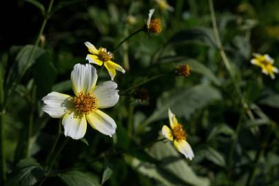 Fotografia da espécie Bidens aurea