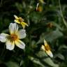 Fotografia 13 da espécie Bidens aurea do Jardim Botânico UTAD