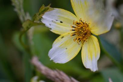 Fotografia da espécie Bidens aurea