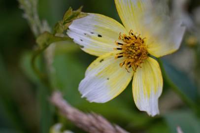 Fotografia da espécie Bidens aurea