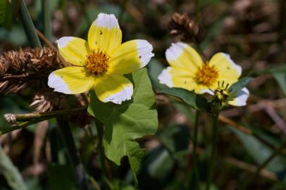 Fotografia da espécie Bidens aurea