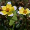 Fotografia 15 da espécie Bidens aurea do Jardim Botânico UTAD