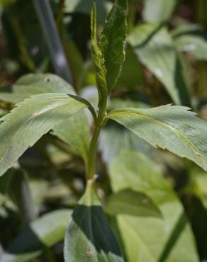 Fotografia 16 da espécie Bidens aurea no Jardim Botânico UTAD