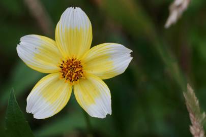 Fotografia da espécie Bidens aurea