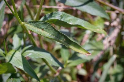 Fotografia da espécie Bidens aurea