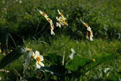 Fotografia da espécie Bidens aurea