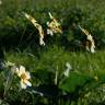 Fotografia 19 da espécie Bidens aurea do Jardim Botânico UTAD