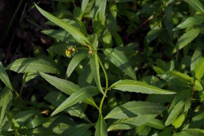 Fotografia da espécie Bidens aurea