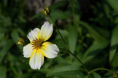 Fotografia da espécie Bidens aurea