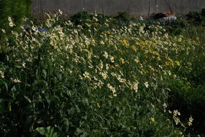 Fotografia da espécie Bidens aurea