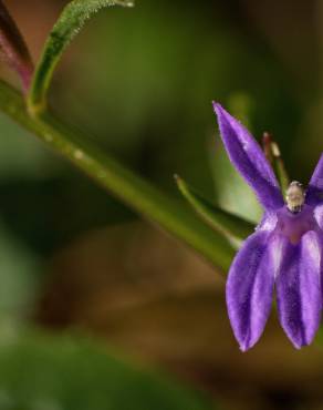 Fotografia 7 da espécie Lobelia urens no Jardim Botânico UTAD