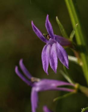 Fotografia 8 da espécie Lobelia urens no Jardim Botânico UTAD