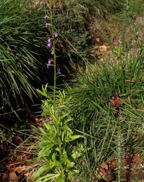 Fotografia 9 da espécie Lobelia urens no Jardim Botânico UTAD