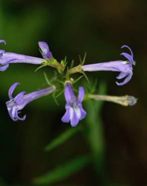 Fotografia 11 da espécie Lobelia urens no Jardim Botânico UTAD