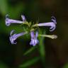 Fotografia 11 da espécie Lobelia urens do Jardim Botânico UTAD