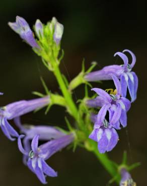 Fotografia 12 da espécie Lobelia urens no Jardim Botânico UTAD