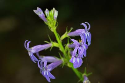Fotografia da espécie Lobelia urens