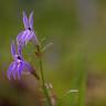 Fotografia 13 da espécie Lobelia urens do Jardim Botânico UTAD