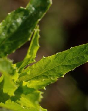 Fotografia 14 da espécie Lobelia urens no Jardim Botânico UTAD