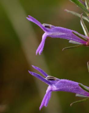 Fotografia 15 da espécie Lobelia urens no Jardim Botânico UTAD